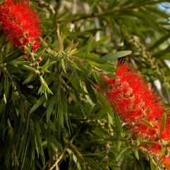 Callistemon viminalis - Hannah Ray