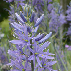 Camassia Leichtlinii Caerulea