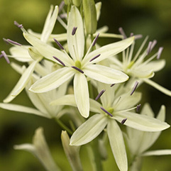 Camassia leichtlinii