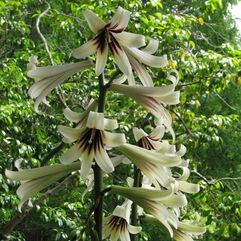 Cardiocrinum giganteum  Giant Himalayan Lily