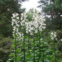 Cardiocrinum giganteum  Giant Himalayan Lily