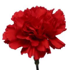 Nelson - Carnation