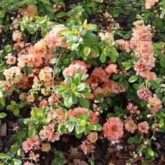 Chaenomeles speciosa - Double Apricot Flowering Quince