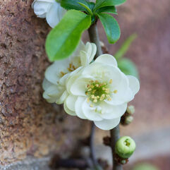Chaenomeles speciosa - Double Cream Flowering Quince