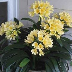 Clivia Miniata - Yellow