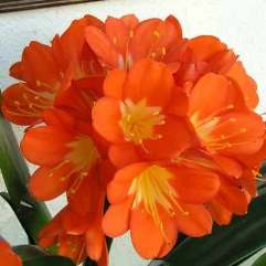 Clivia Miniata