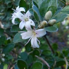 Correa alba - White Correa