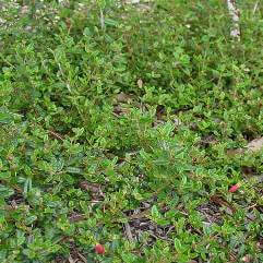 Correa decumbens - Spreading Correa