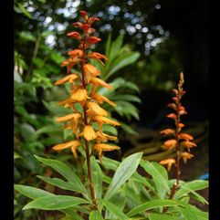 Digitalis canariensis syn - Canary Island Foxglove