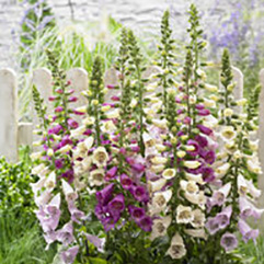 Digitalis x mertonensis - Mixed Coloured Fox Gloves