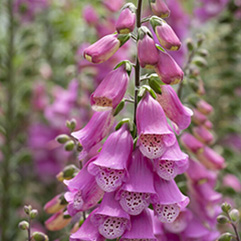 Digitalis x mertonensis - Strawberry Foxglove