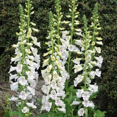 Digitalis x mertonensis - White Foxglove 