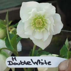 Hellebore Double White