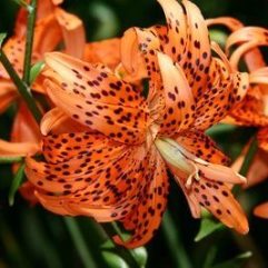 Double Orange Tiger Lily
