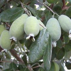 Feijoa sellowiana - Pineapple Guava