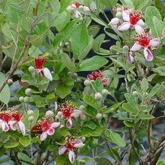 Feijoa sellowiana - Pineapple Guava