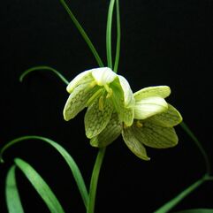 Fritillaria verticillata