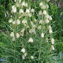 Fritillaria verticillata