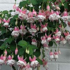 Garden or Pot Fuchsia - Nancy Lou