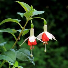 Garden or Pot Fuchsia - Anita