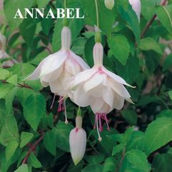 Garden or Pot Fuchsia - Annabel