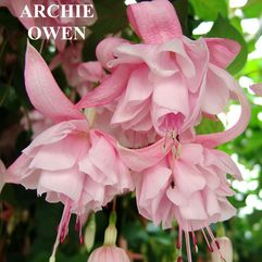 Hanging Basket Fuchsia - Archie Owen