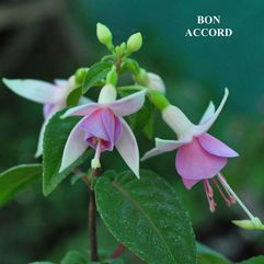 Hanging Basket Fuchsia - Bon Accord