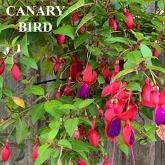 Garden or Pot Fuchsia - Canary Bird