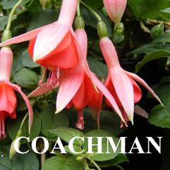 Hanging Basket Fuchsia - Coachman