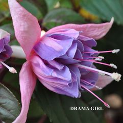 Hanging Basket Fuchsia - Drama Girl