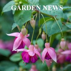 Hanging Basket Fuchsia - Garden News