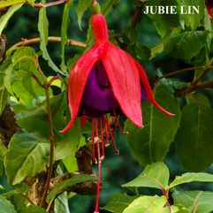 Hanging Basket Fuchsia - Jubie Lin