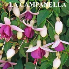 Hanging Basket Fuchsia - La Campanella
