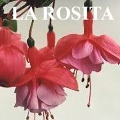 Garden or Pot Fuchsia - La Rosita