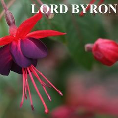 Garden or Pot Fuchsia - Lord Byron