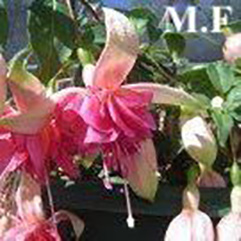 Hanging Basket Fuchsia - Marsha Forte