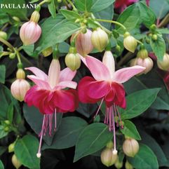 Garden or Pot Fuchsia - Paula Jane