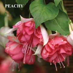 Hanging Basket Fuchsia - Peachy