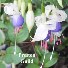 Garden or Pot Fuchsia - Preston Guild