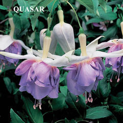 Hanging Basket Fuchsia - Quasar