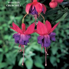 Garden or Pot Fuchsia - Winston Churchill