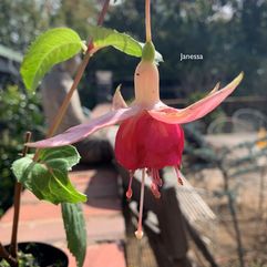 Garden, Pot or Hanging Basket Fuchsia - Janessa