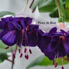 Garden, Pot or Hanging Basket Fuchsia -  Pinto de Blue