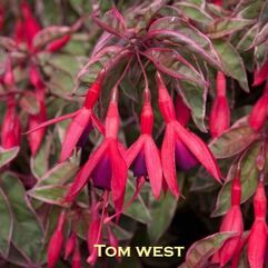 Garden, Pot or Hanging Basket Fuchsia - Tom West
