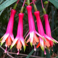 Garden or Pot Fuchsia - Denticulata