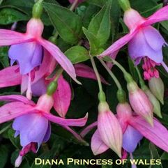 Garden or Pot Fuchsia - Diana Princess of Wales
