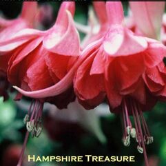 Garden or pot Fuchsia - Hampshire Treasure