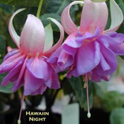 Garden or Pot Fuchsia - Hawaiin Night