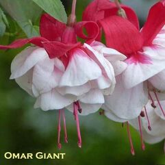 Garden or pot Fuchsia - Omar Giant