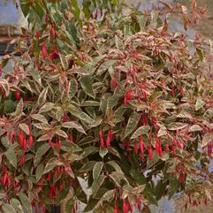 Garden or pot Fuchsia - Sunray Variegated leaves